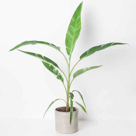 Variegated Banana Plant | Musa Florida - House of Kojo