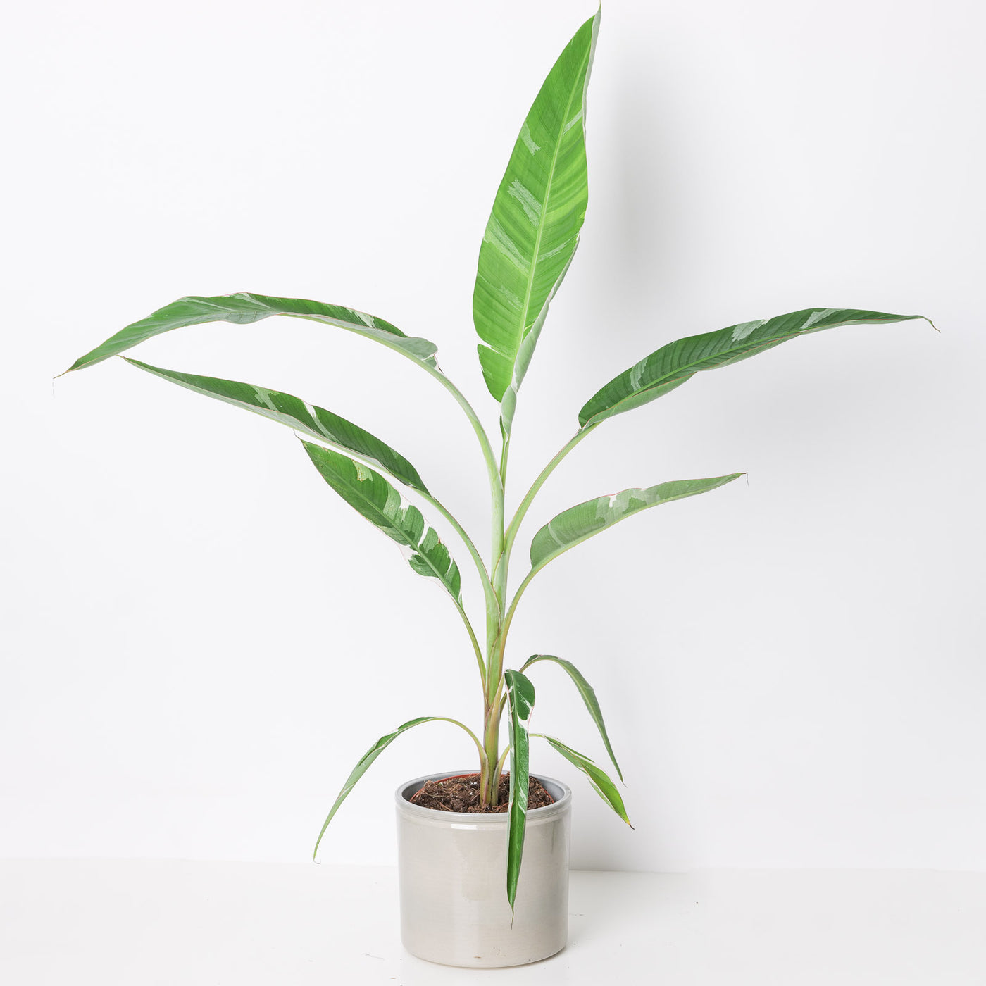 Variegated Banana Plant | Musa Florida - House of Kojo
