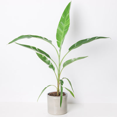 Variegated Banana Plant | Musa Florida - House of Kojo
