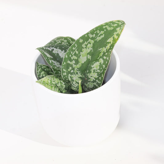 Scindapsus 'Tricolor Mutant' - House of Kojo
