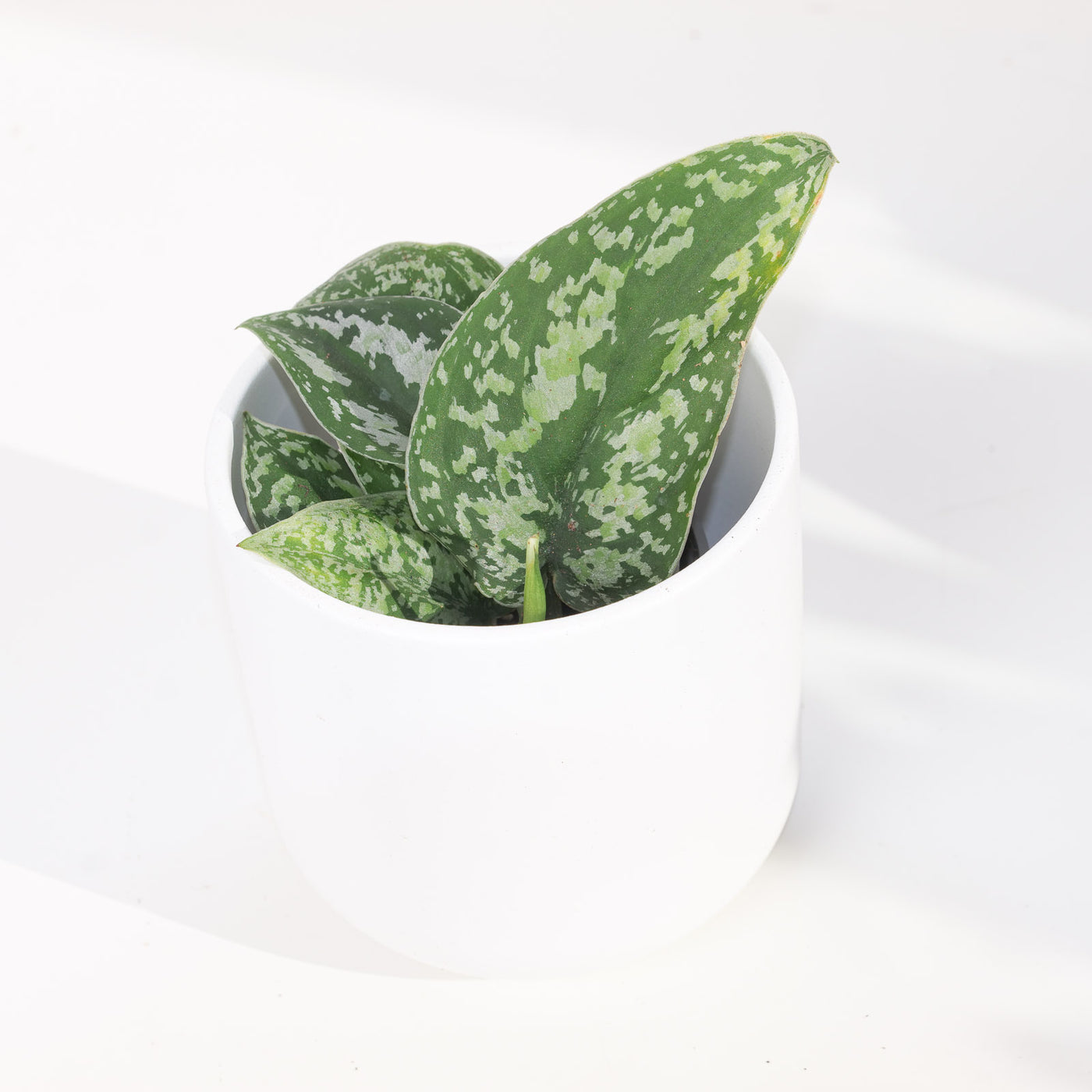 Scindapsus 'Tricolor Mutant' - House of Kojo