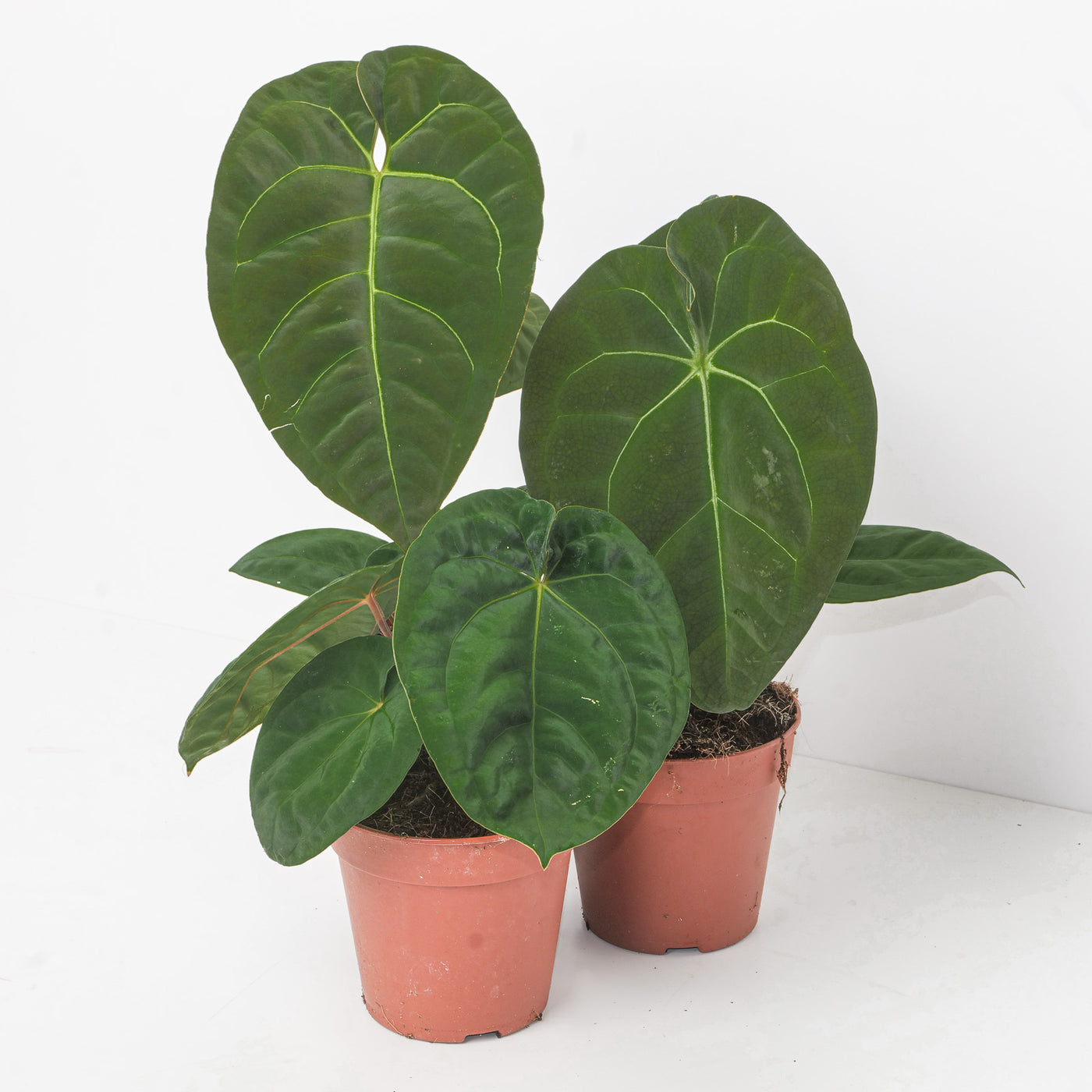 Anthurium Hybrid Mystery Plant - House of Kojo