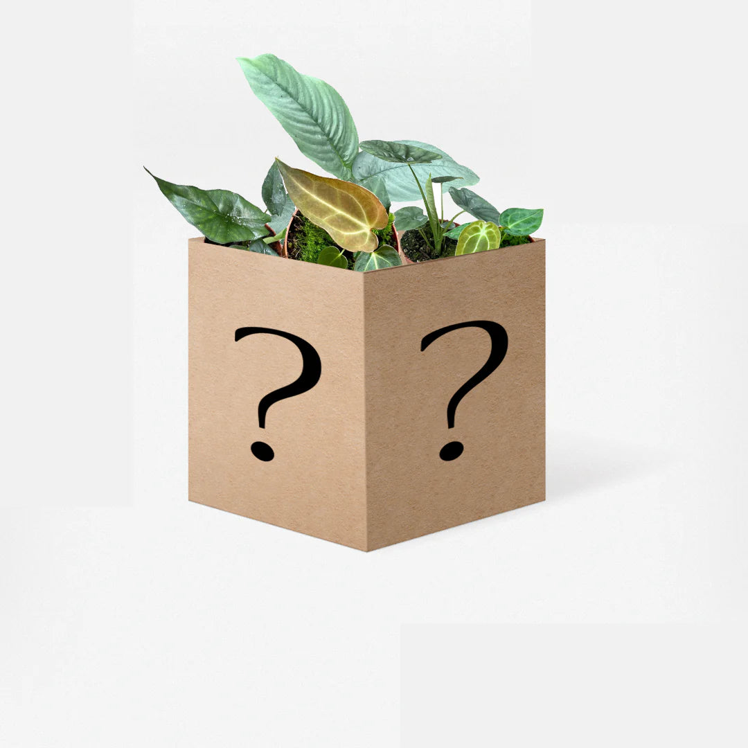 Houseplant Mystery Box - House of Kojo