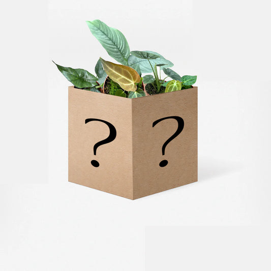 Houseplant Mystery Box - House of Kojo