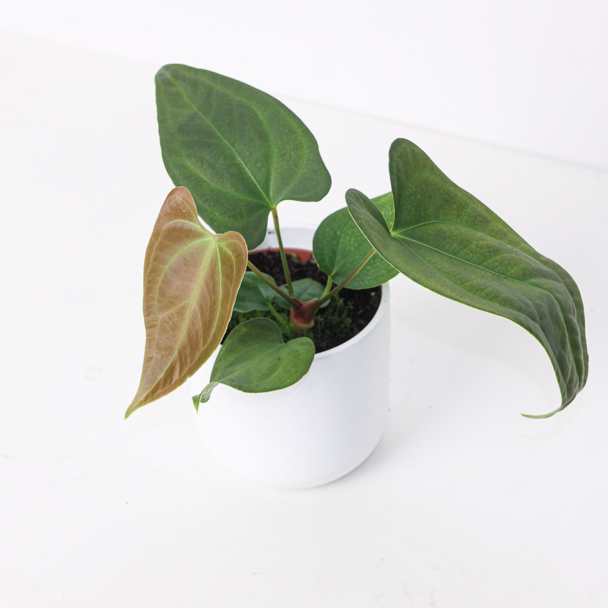 Imperfect Anthurium sp. Napo - House of Kojo