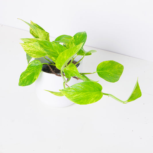 Epipremnum 'Neon Queen' | Neon Queen Pothos - House of Kojo