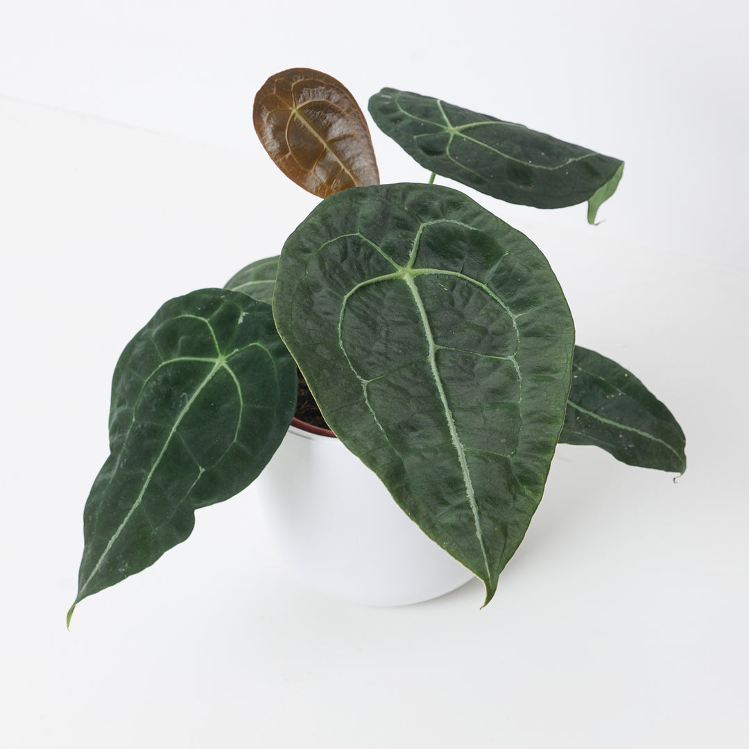 anthurium forgetii humidity Anthurium forgetii x nigrolaminum gigi