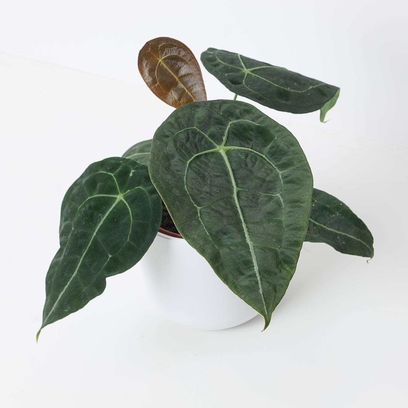 anthurium nega Anthurium forgetii x nigrolaminum gigi