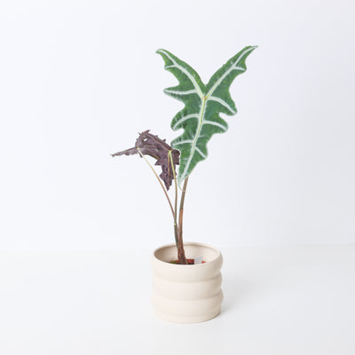 Alocasia sanderiana var. nobilis - House of Kojo