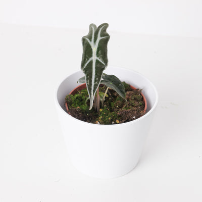 Alocasia sanderiana var. nobilis - House of Kojo