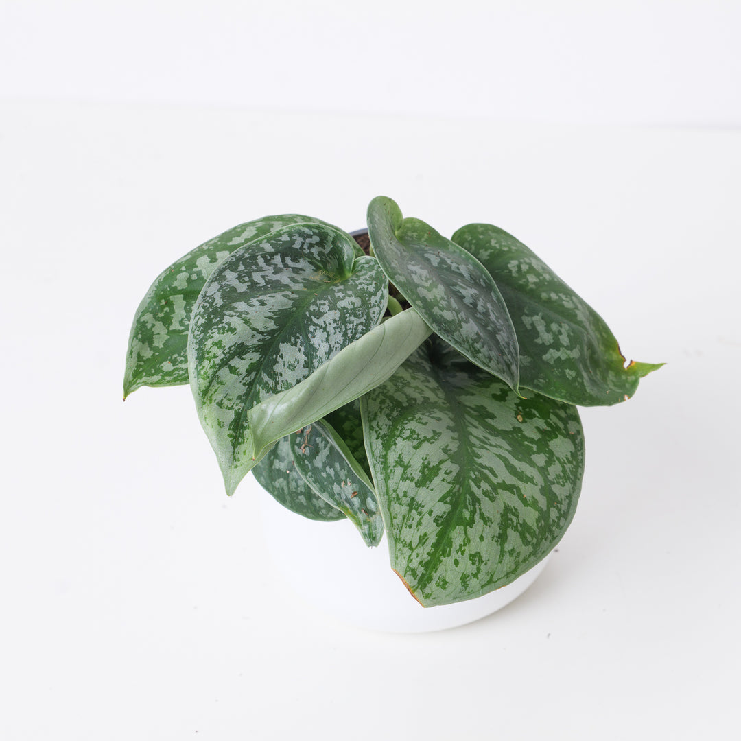 noid-1_1080x.jpg?v=1731680706