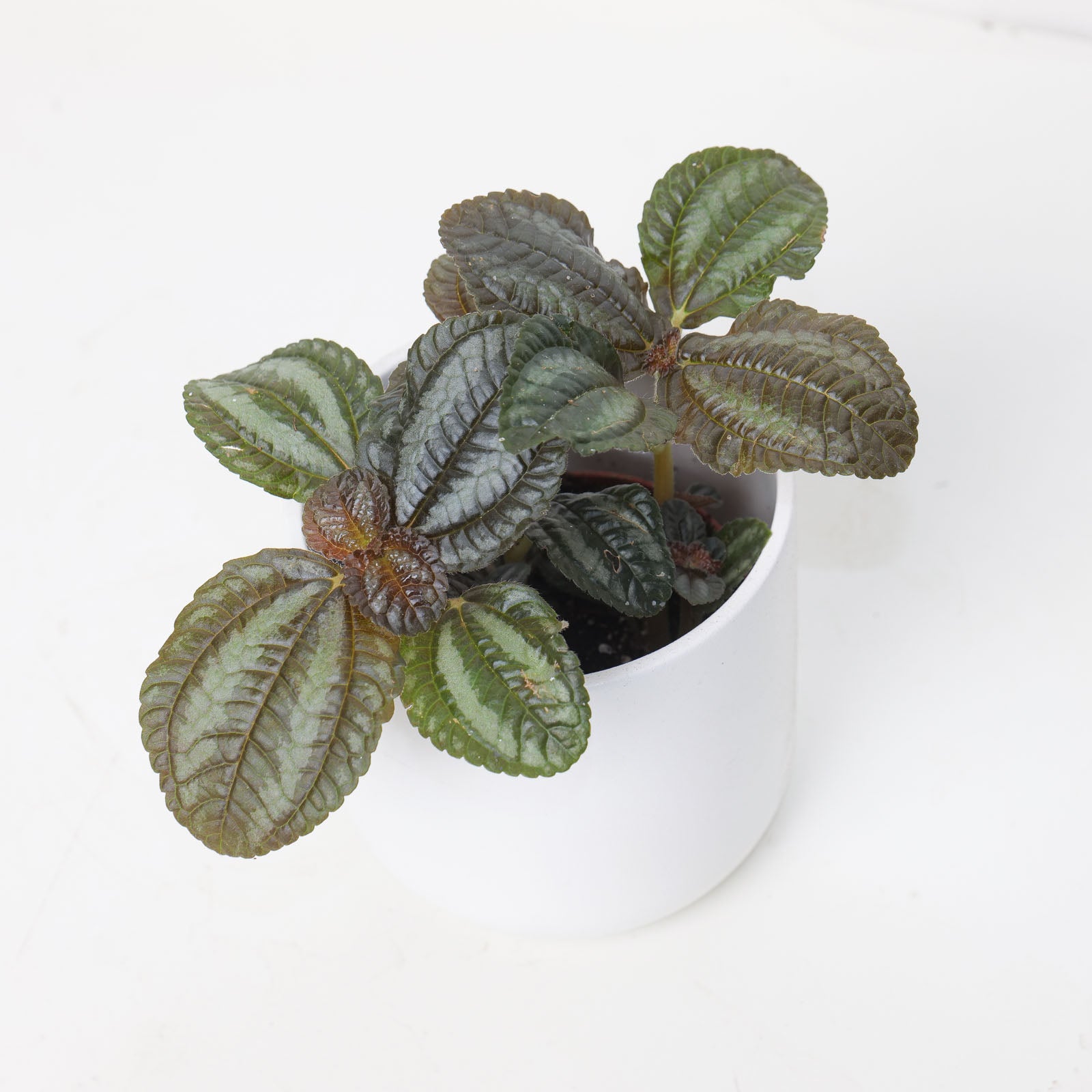 Pilea Norfolk - House of Kojo