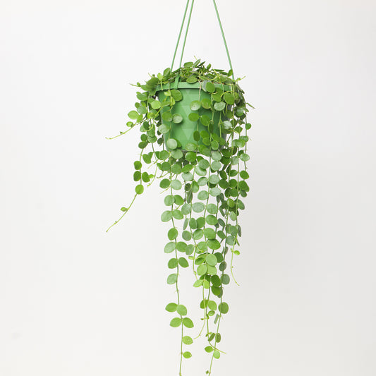 Dischidia nummularia - House of Kojo