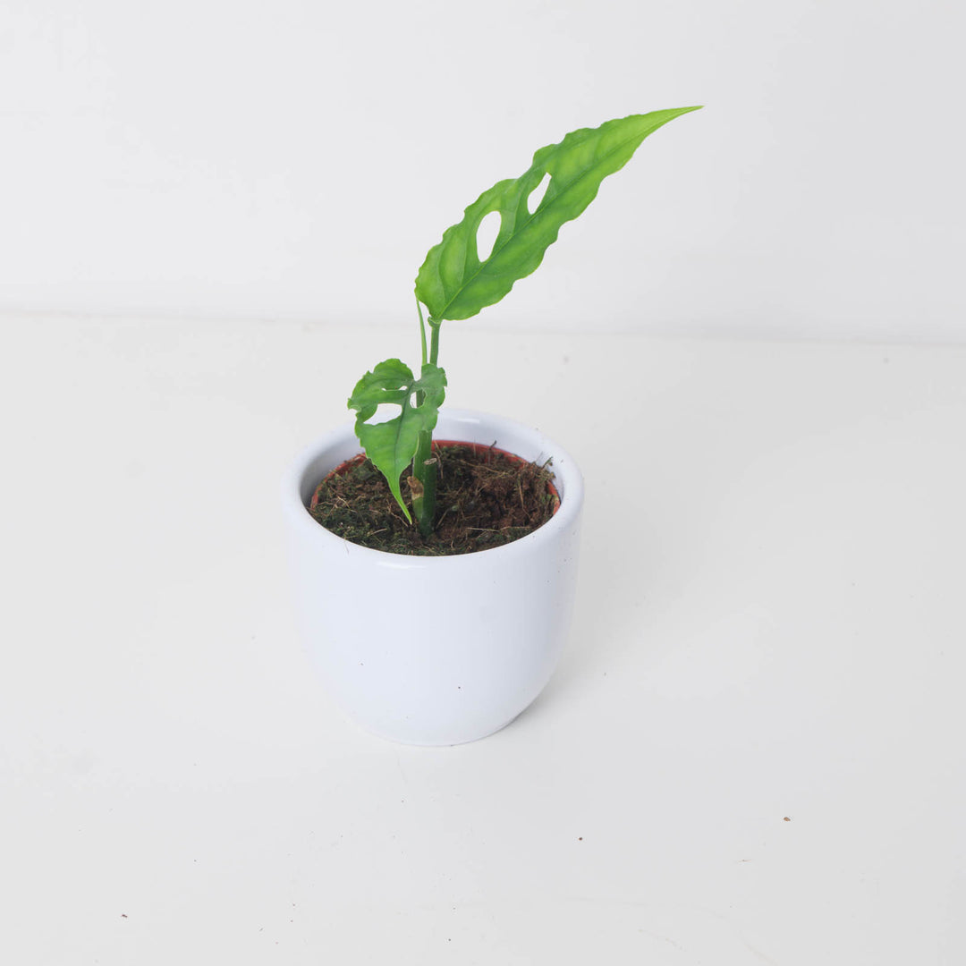 Monstera obliqua 'Peru Form'