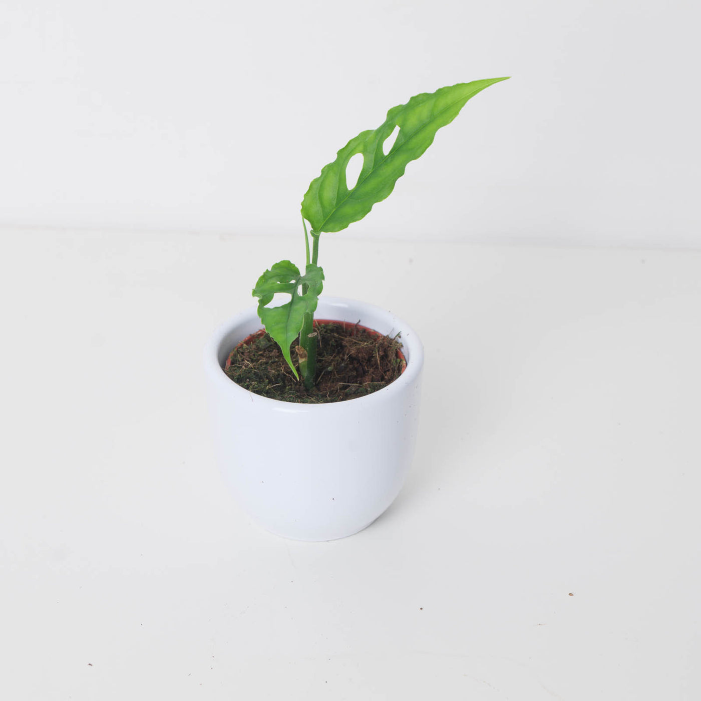 monstera obliqua peruvian form Monstera obliqua 'Peru Form'