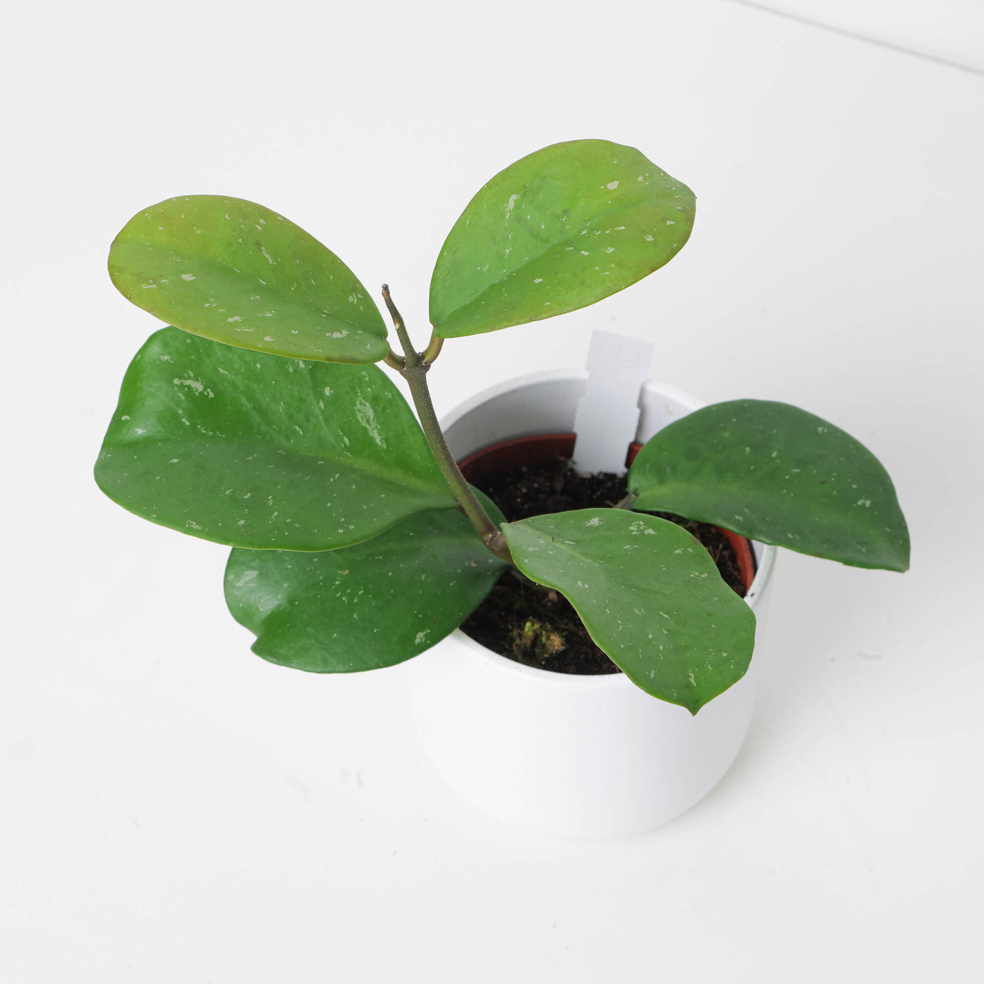 Hoya obovata - House of Kojo