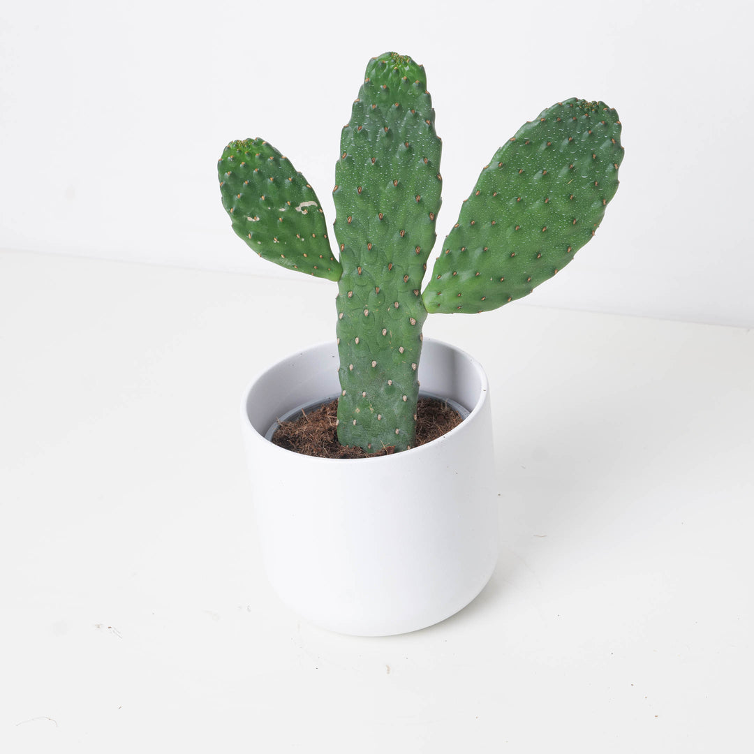 Opuntia consolea | Roadkill Cactus