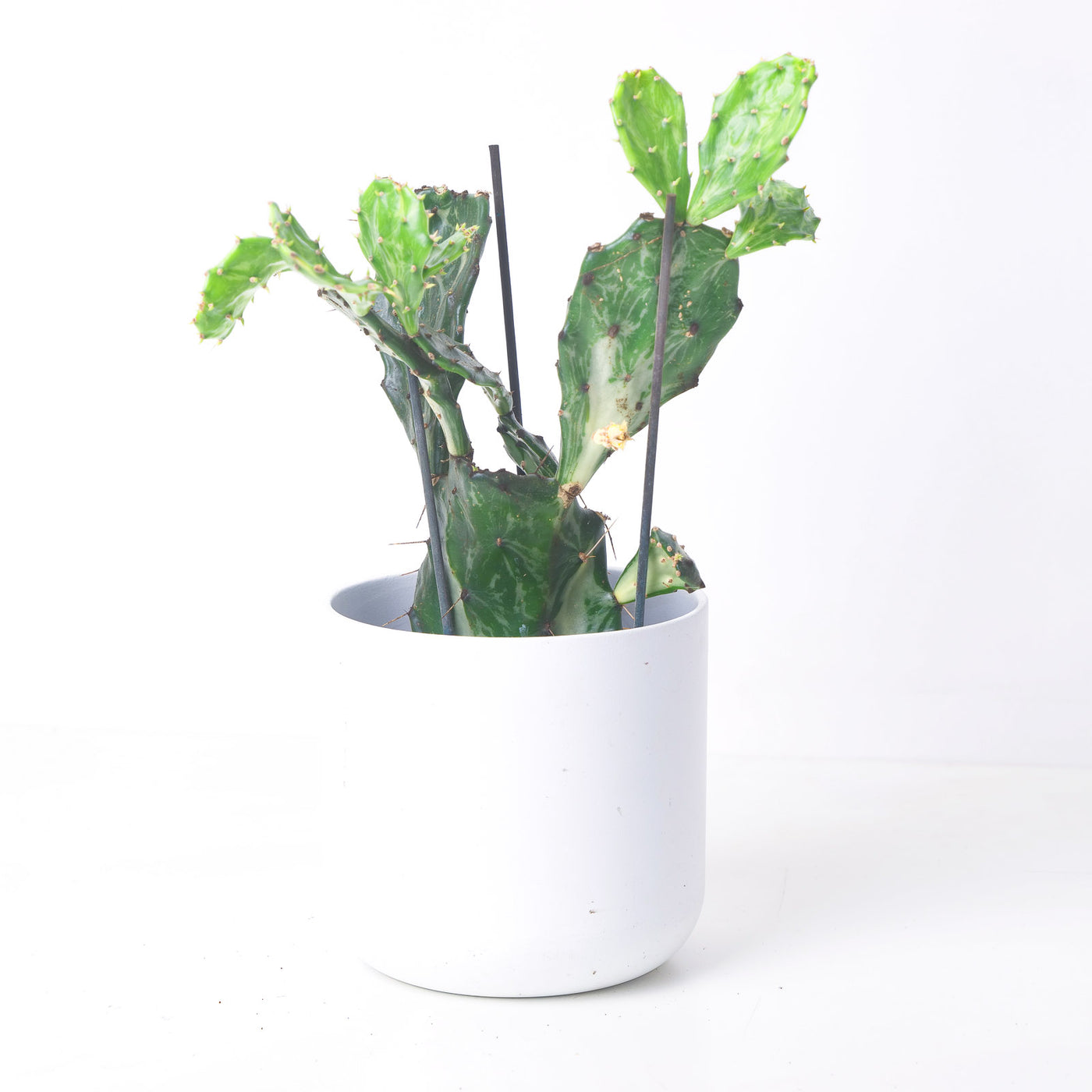 Opuntia 'Jamaica Ghost' - House of Kojo