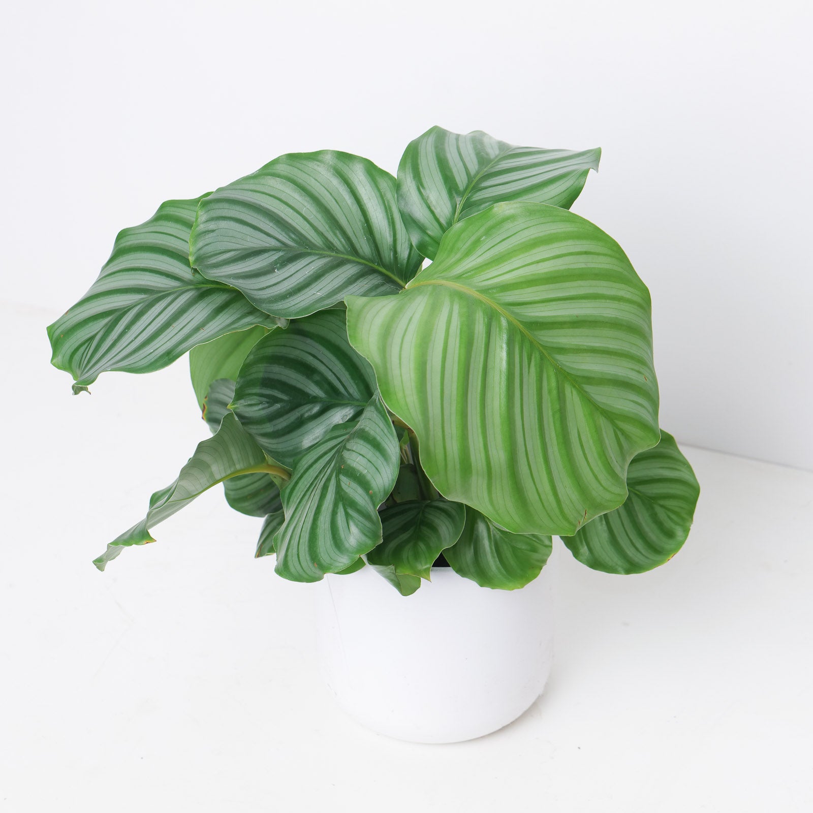 Calathea Orbifolia - House of Kojo