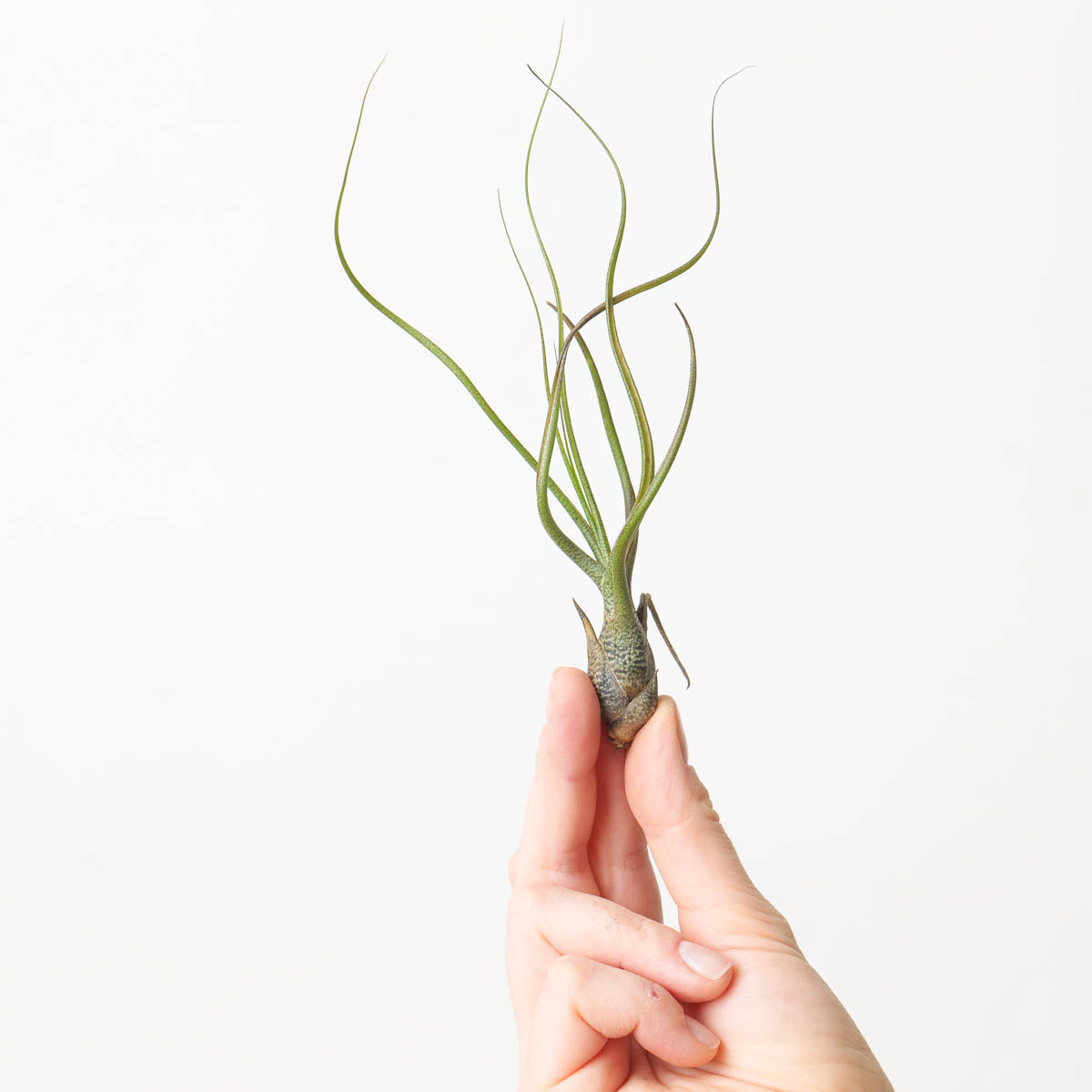 Tillandsia butzii Air plant - House of Kojo