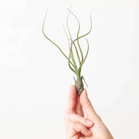 Tillandsia butzii Air plant - House of Kojo