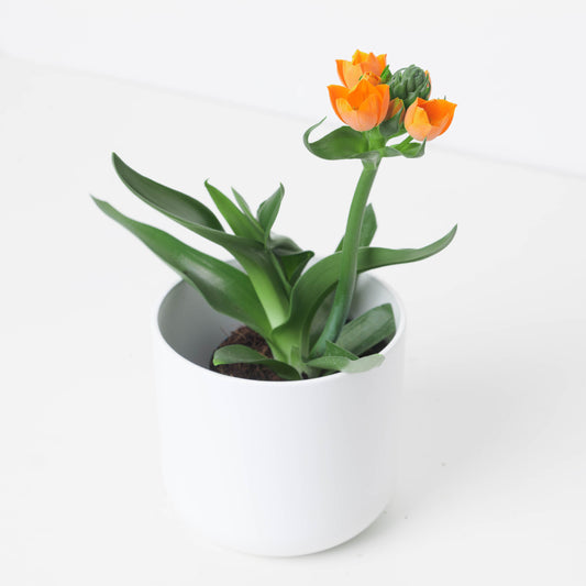 Ornithogalum dubium Orange | Star of Bethlehem - House of Kojo