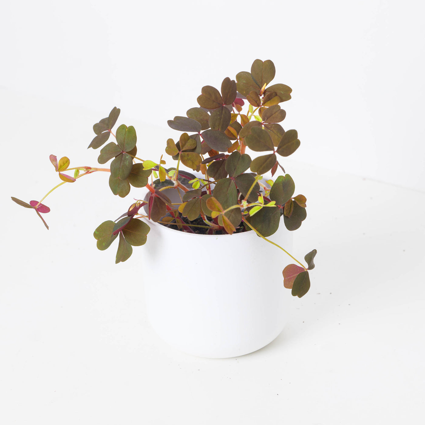 Oxalis 'Vulcan Red' - House of Kojo