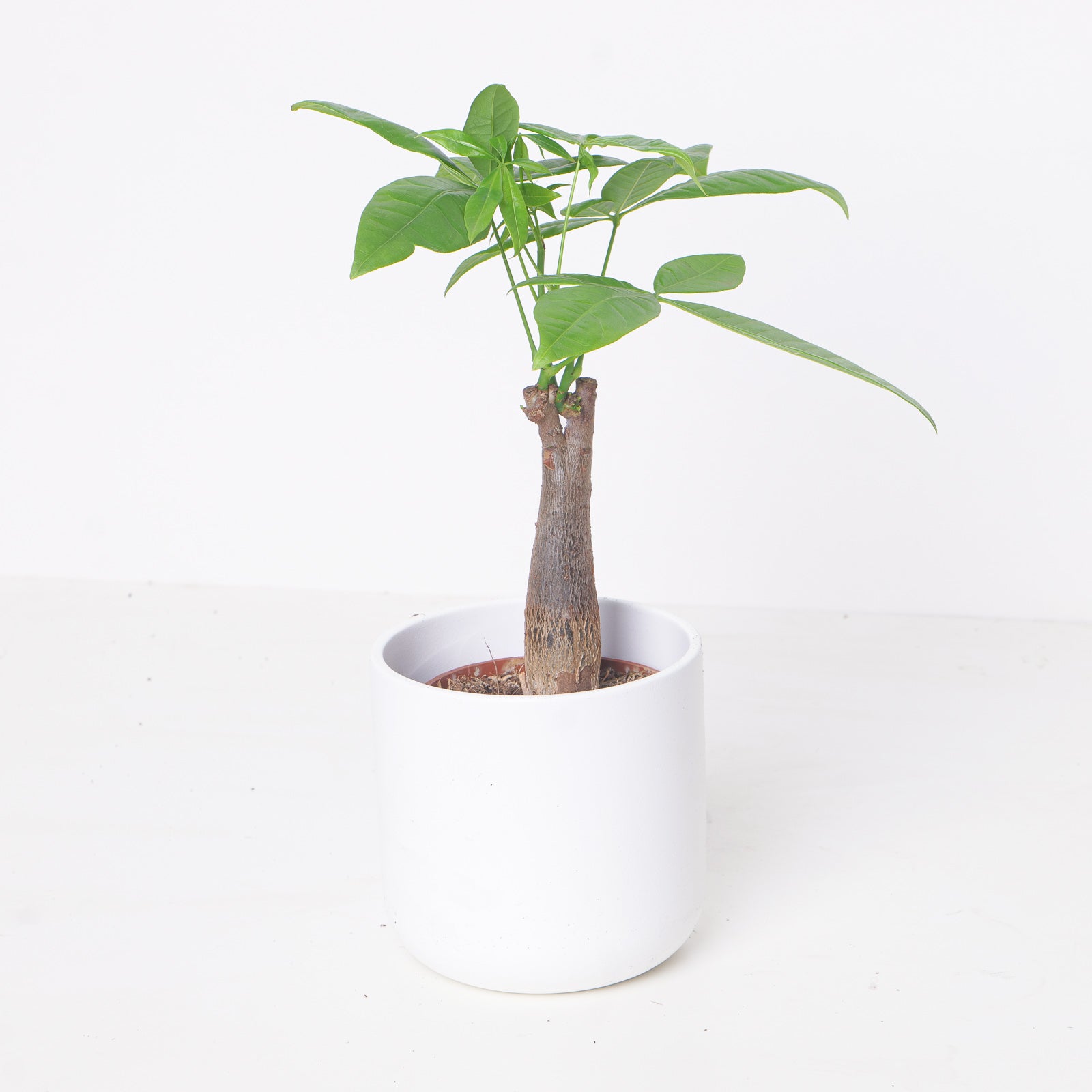 Pachira Aquatica | Money Tree | Indoor Plants and Accessories – House of  Kojo, image size:1600x1600