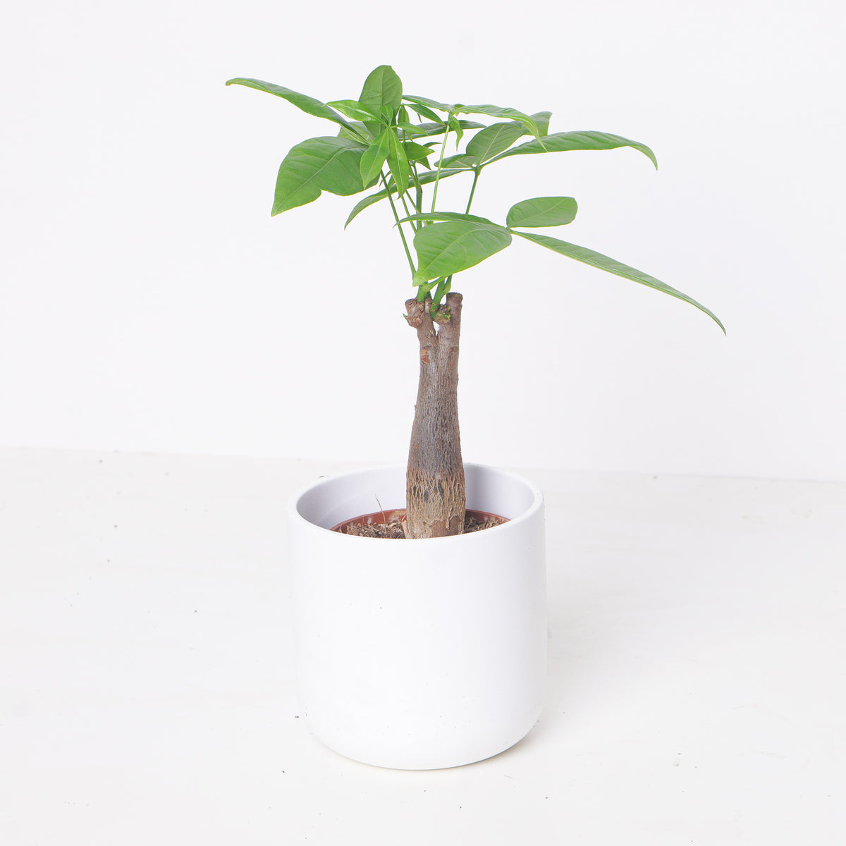 Pachira Aquatica | Money Tree - House of Kojo
