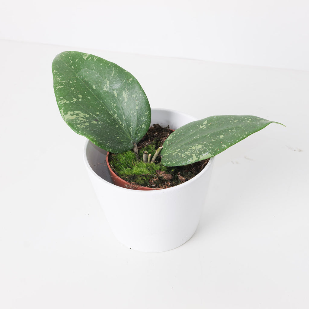 ホマロメナ sp.Padang Sidempuan Sumatra Utara Homalomena SP sumatera | Greenspaces.id