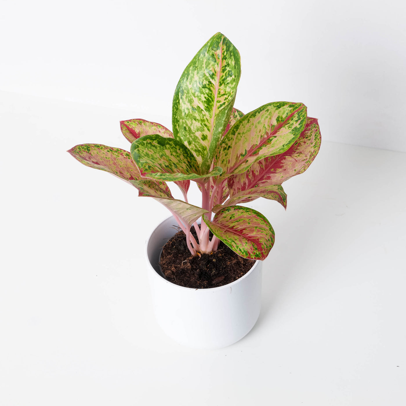 Aglaonema 'Painted Celebration' - House of Kojo