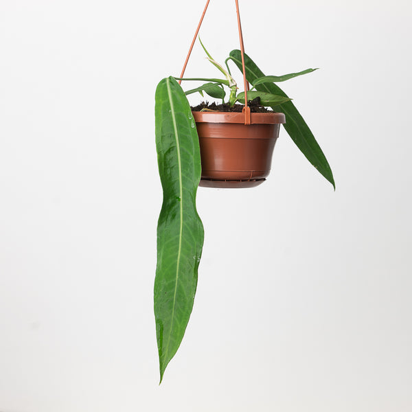 caring for an anthurium pallidiflorum Anthurium pallidiflorum