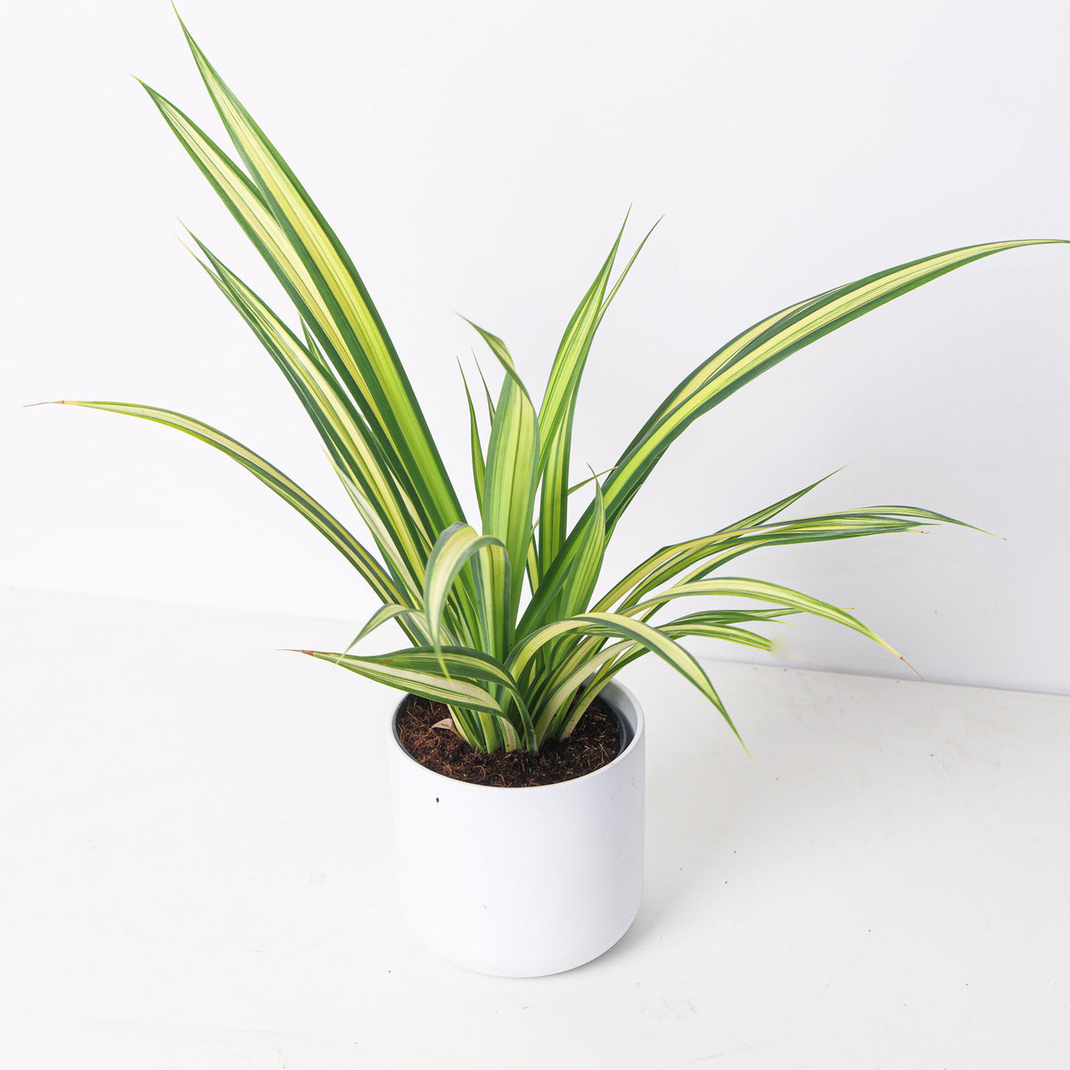 Pandanus baptistii - House of Kojo