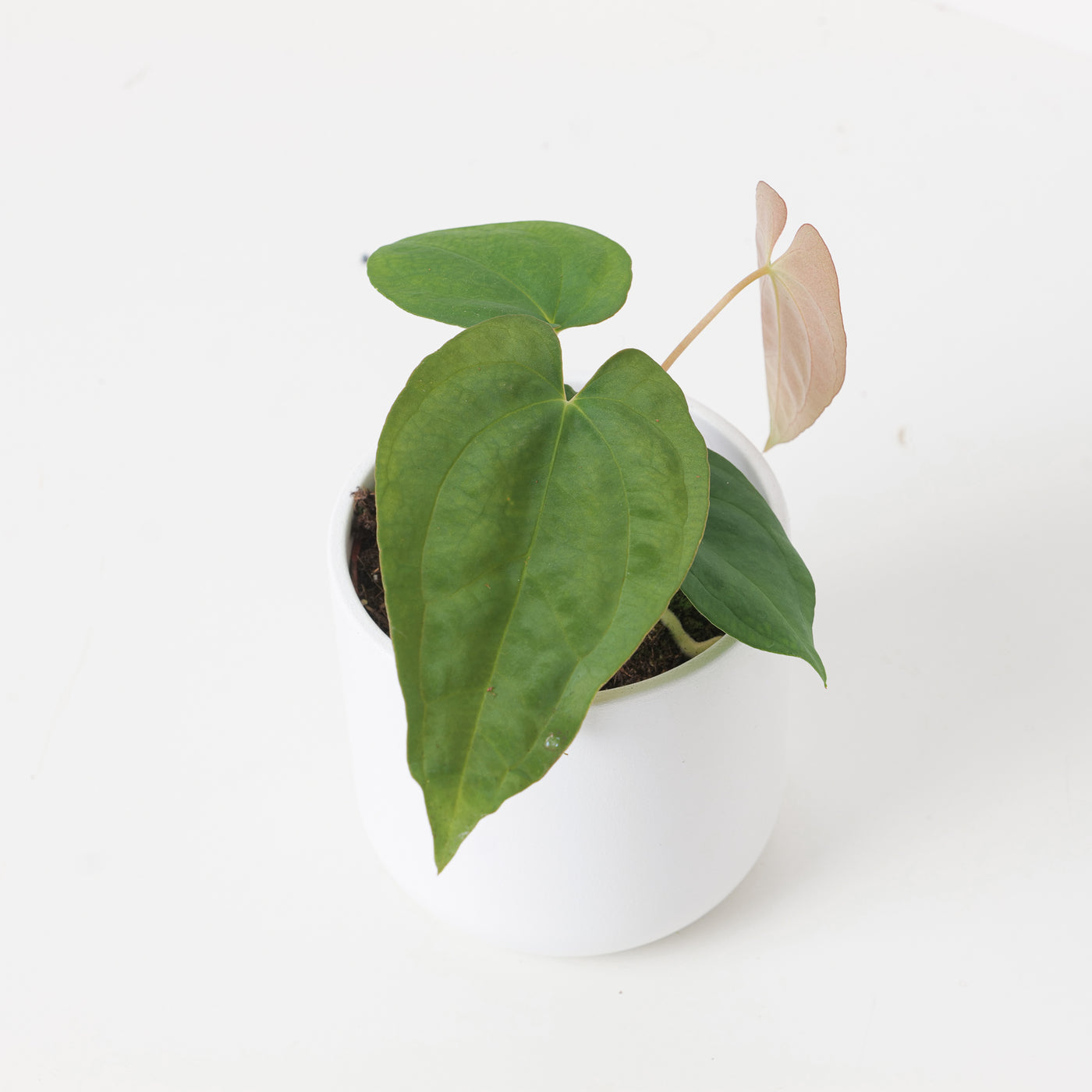 anthurium papillilaminum care Anthurium papillilaminum