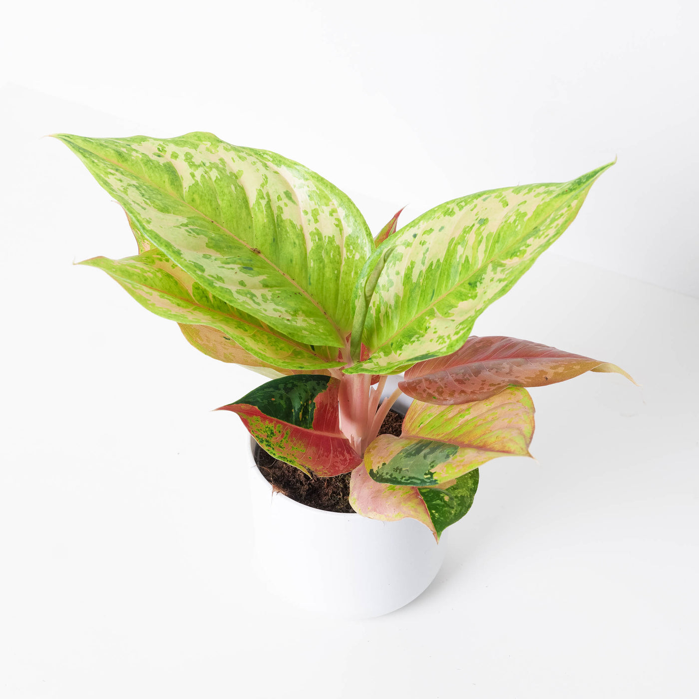 aglaonema golden fluorite Aglaonema 'Pastella'