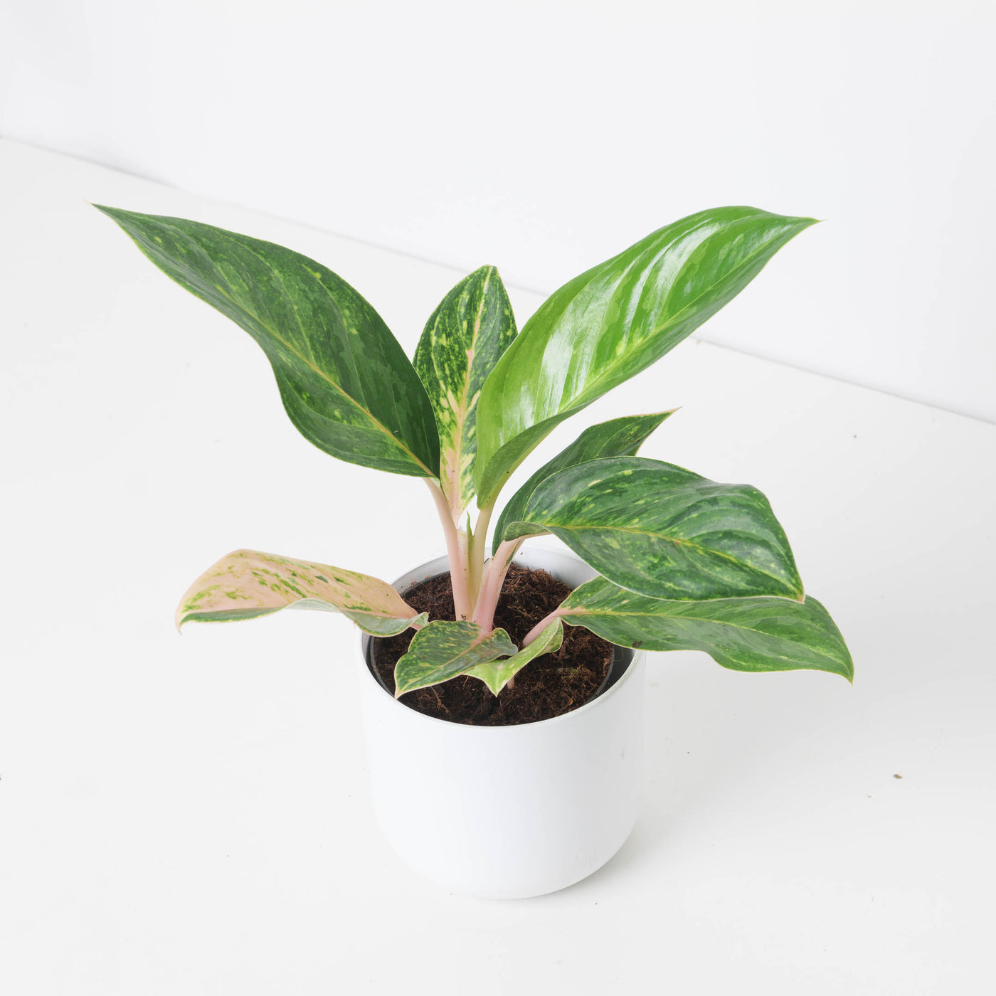 Aglaonema 'Peach Pearl' - House of Kojo