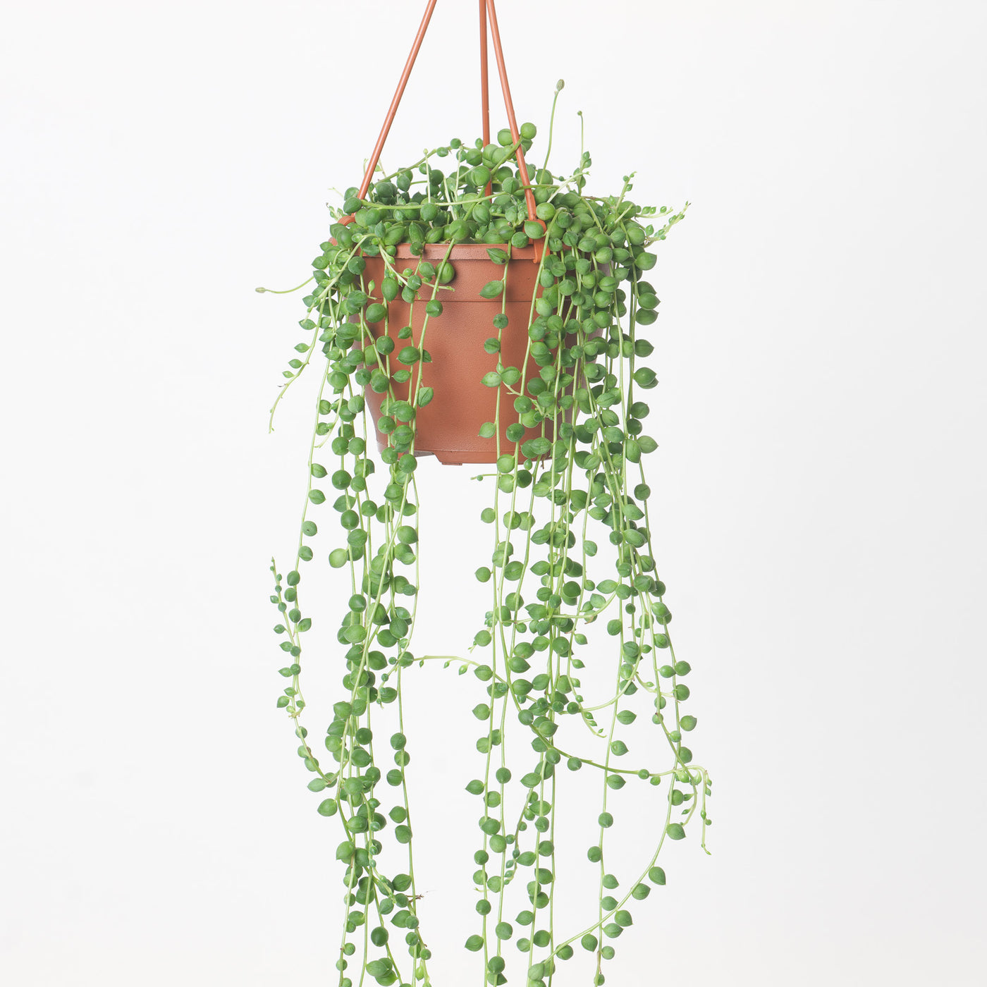 Senecio Rowleyanus | String of Pearls - House of Kojo