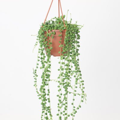 Senecio Rowleyanus | String of Pearls - House of Kojo