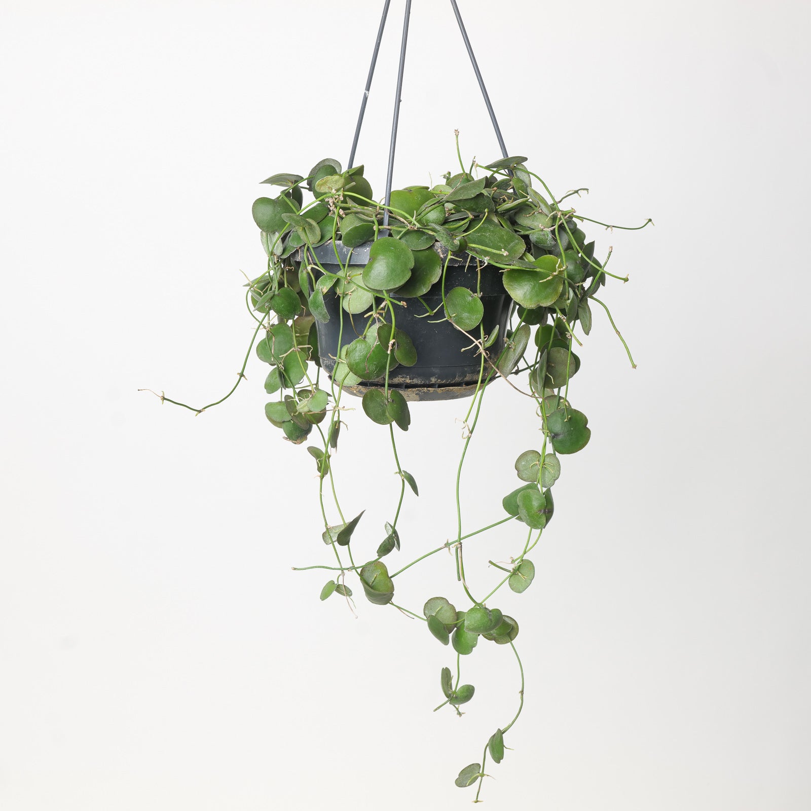 Dischidia pectenoides - House of Kojo