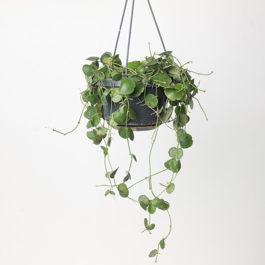 Dischidia pectenoides - House of Kojo