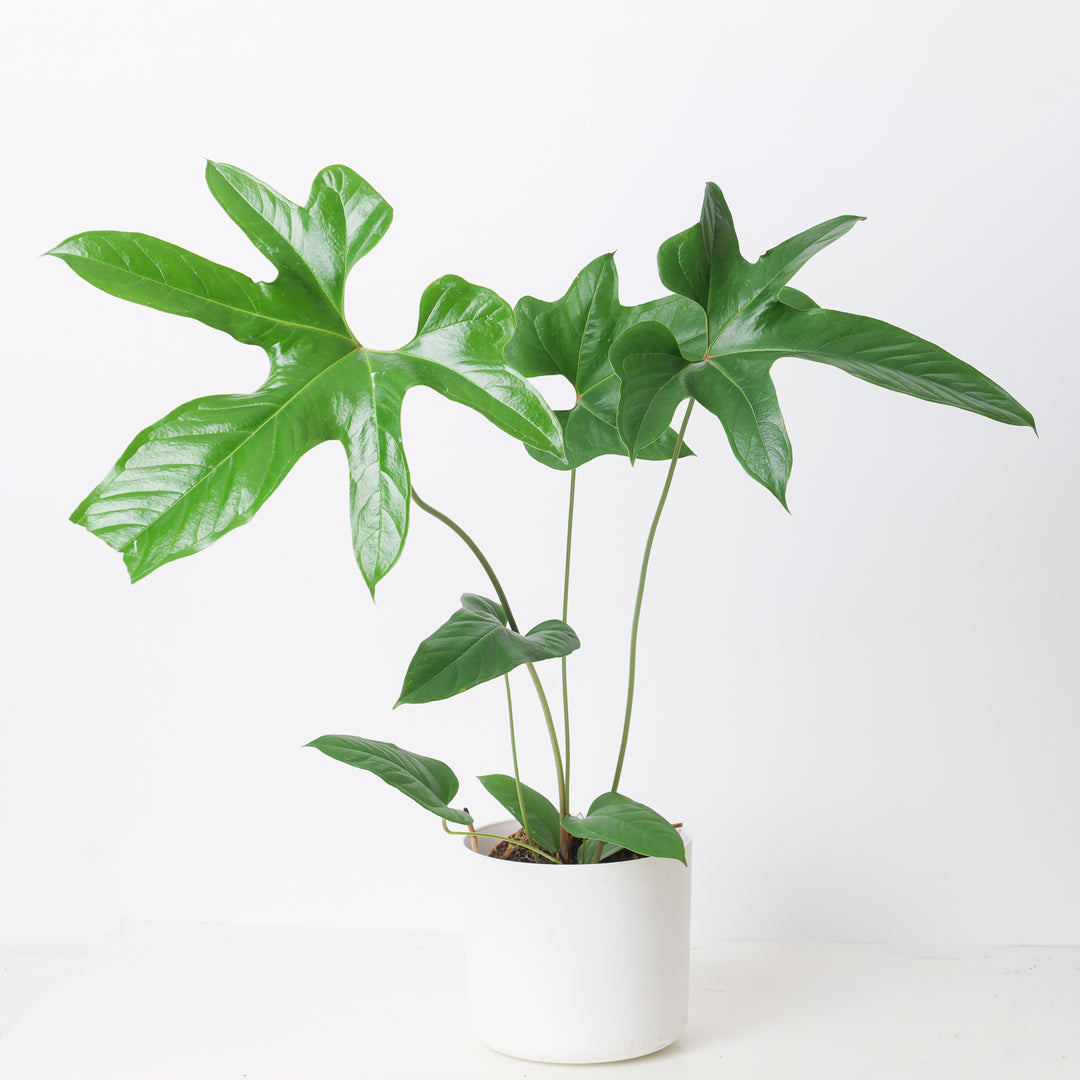 Anthurium pedatum | Indoor Plants and Accessories – House of Kojo