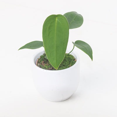 Anthurium peltigerium - House of Kojo