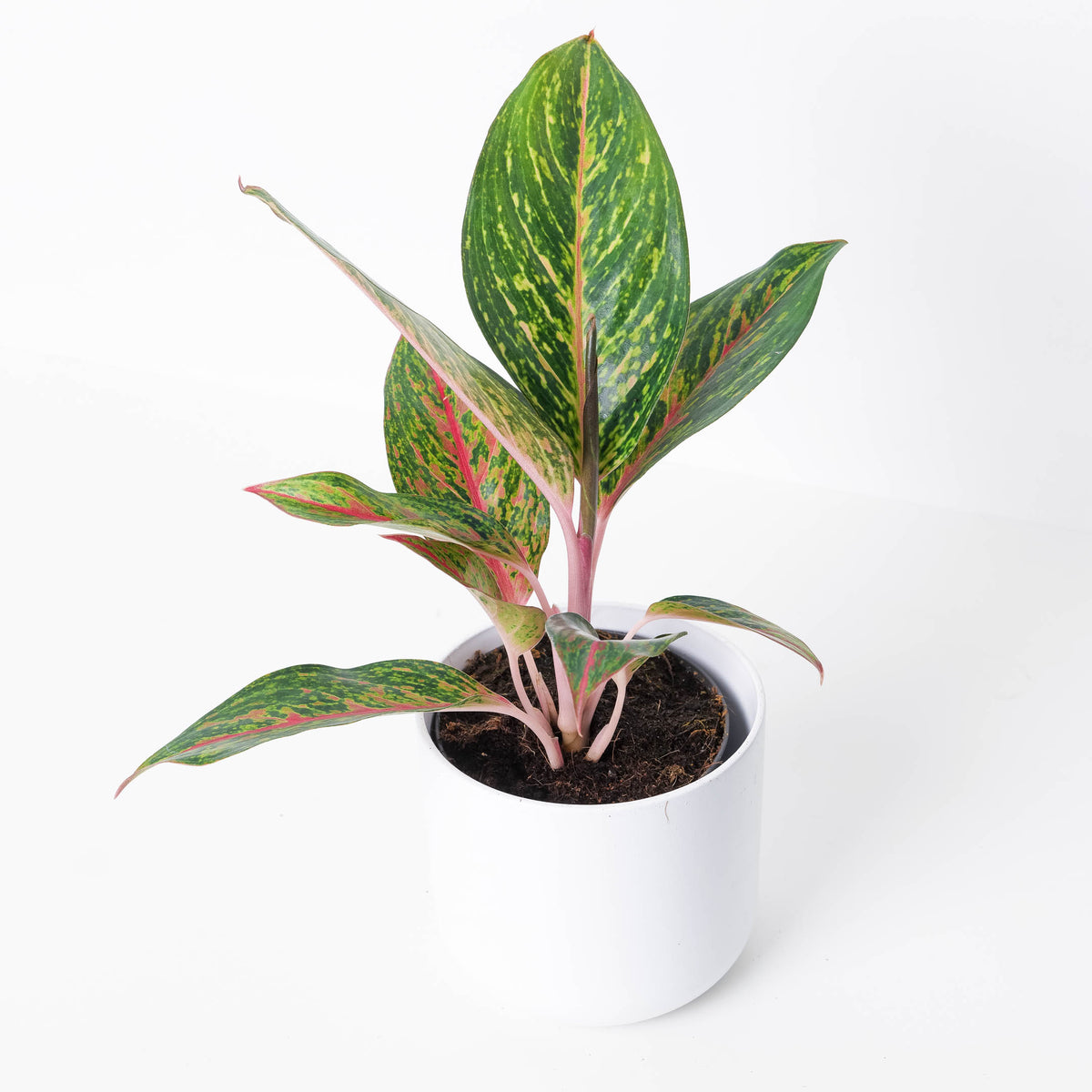 Aglaonema 'Pepper Bells' - House of Kojo