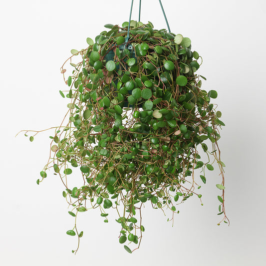 Peperomia Pepperspot - House of Kojo