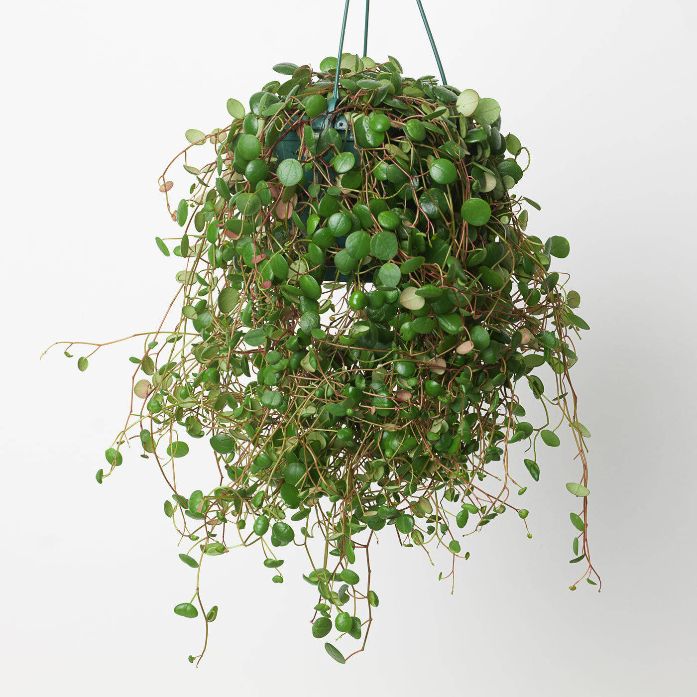 Peperomia Pepperspot - House of Kojo