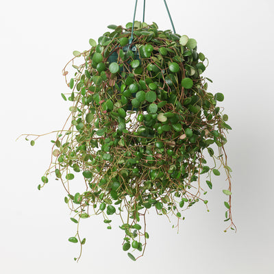Peperomia Pepperspot - House of Kojo