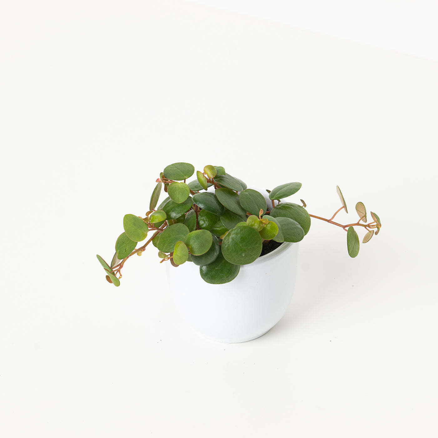 Peperomia Pepperspot - House of Kojo