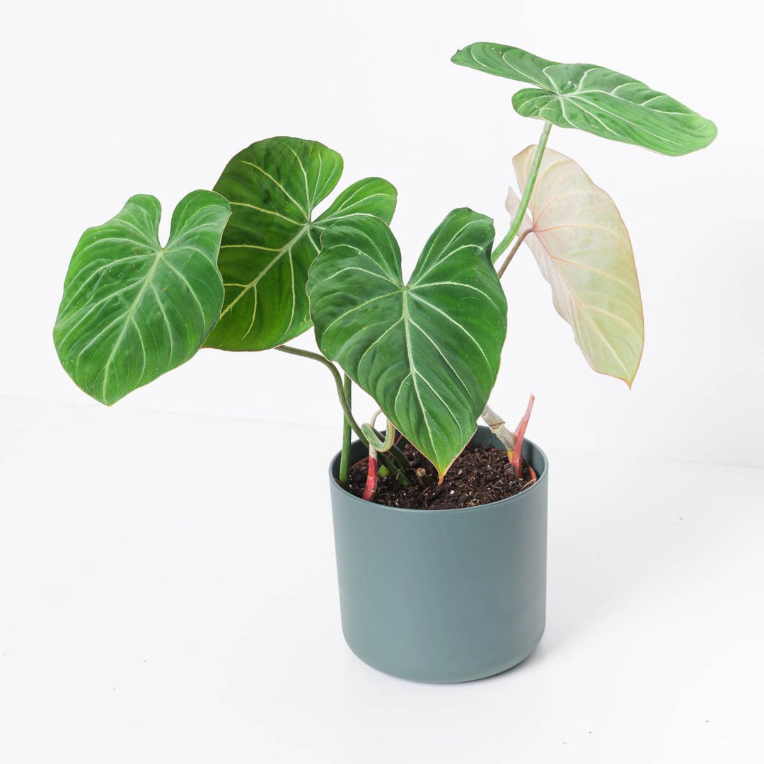 philodendron metallicum Philodendron Gloriosum 'Giganteum'