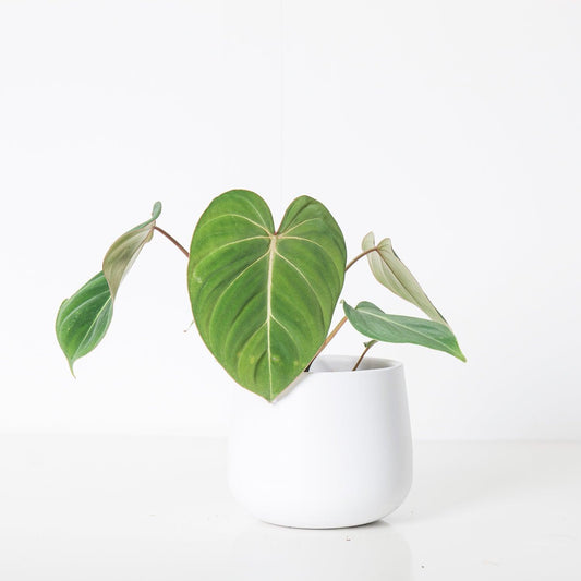 Philodendron Bundle - House of Kojo