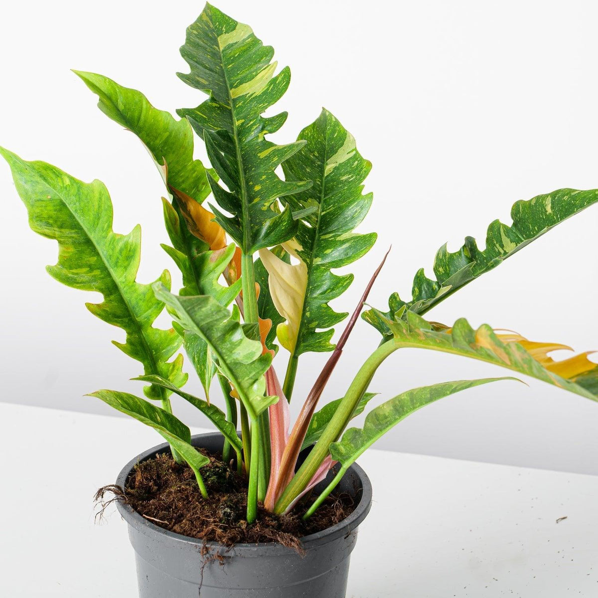 Philodendron Bundle - House of Kojo